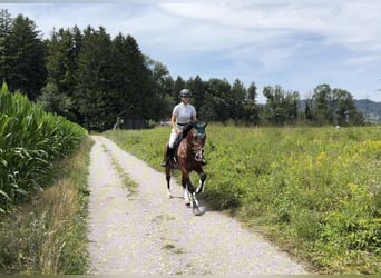 Más ponis/caballos pequeños, Caballo castrado, 6 años, 149 cm, Castaño