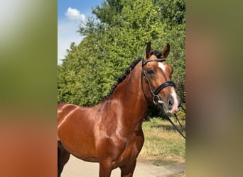 Más ponis/caballos pequeños, Caballo castrado, 6 años, 149 cm, Castaño