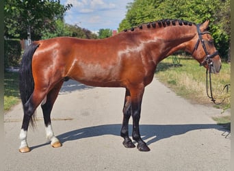 Más ponis/caballos pequeños, Caballo castrado, 6 años, 149 cm, Castaño