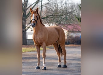 Más ponis/caballos pequeños, Caballo castrado, 6 años, 152 cm, Alazán