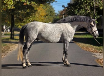 Más ponis/caballos pequeños, Caballo castrado, 6 años, 152 cm, Tordo rodado