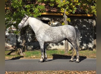 Más ponis/caballos pequeños, Caballo castrado, 6 años, 152 cm, Tordo rodado
