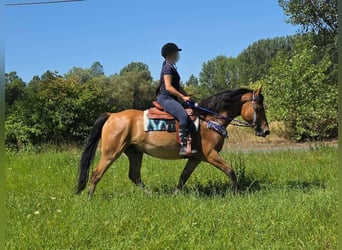 Más ponis/caballos pequeños, Caballo castrado, 6 años, 154 cm, Bayo