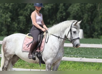 Más ponis/caballos pequeños, Caballo castrado, 6 años, 165 cm, Porcelana