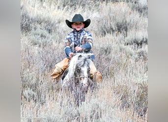 Más ponis/caballos pequeños, Caballo castrado, 6 años, 91 cm