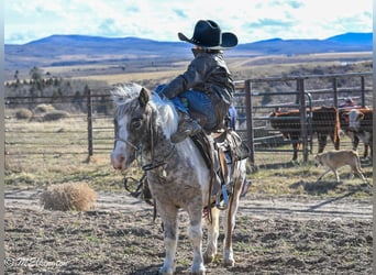 Más ponis/caballos pequeños, Caballo castrado, 6 años, 91 cm