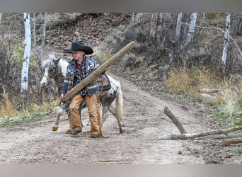 Más ponis/caballos pequeños, Caballo castrado, 6 años, 91 cm