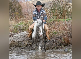 Más ponis/caballos pequeños, Caballo castrado, 6 años, 91 cm