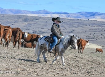 Más ponis/caballos pequeños, Caballo castrado, 6 años, 91 cm