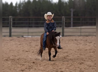 Más ponis/caballos pequeños, Caballo castrado, 6 años, 97 cm, Castaño rojizo
