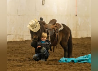 Más ponis/caballos pequeños, Caballo castrado, 6 años, 97 cm, Castaño rojizo