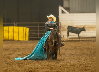 Más ponis/caballos pequeños, Caballo castrado, 6 años, 97 cm, Castaño rojizo