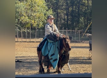 Más ponis/caballos pequeños, Caballo castrado, 6 años, 97 cm, Castaño rojizo
