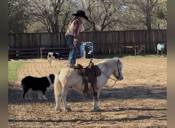 Más ponis/caballos pequeños, Caballo castrado, 6 años, 97 cm, Pío
