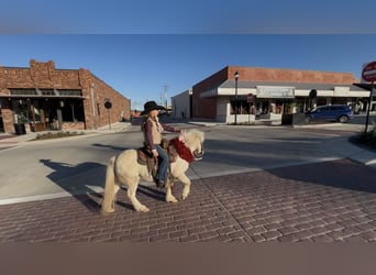 Más ponis/caballos pequeños, Caballo castrado, 6 años, 97 cm, Pío