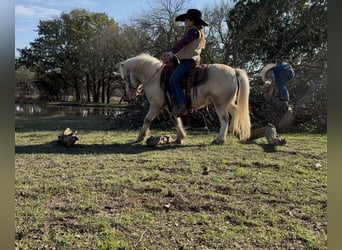 Más ponis/caballos pequeños, Caballo castrado, 6 años, 97 cm, Pío
