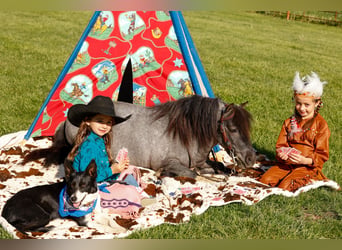 Más ponis/caballos pequeños, Caballo castrado, 6 años, 97 cm, Ruano azulado