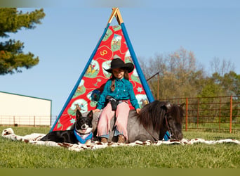 Más ponis/caballos pequeños, Caballo castrado, 6 años, 97 cm, Ruano azulado