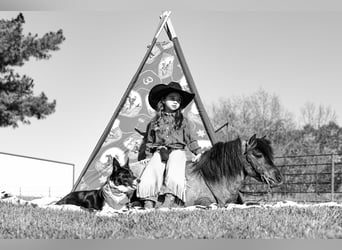 Más ponis/caballos pequeños, Caballo castrado, 6 años, 97 cm, Ruano azulado