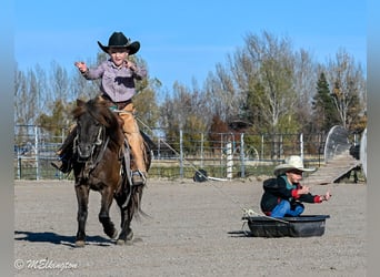 Más ponis/caballos pequeños, Caballo castrado, 6 años, 99 cm, Castaño