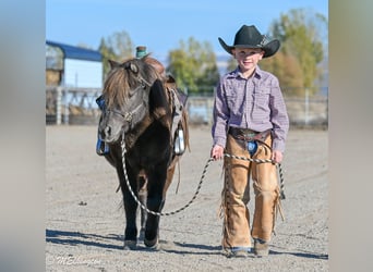 Más ponis/caballos pequeños, Caballo castrado, 6 años, 99 cm, Castaño