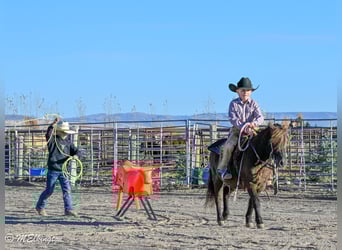 Más ponis/caballos pequeños, Caballo castrado, 6 años, 99 cm, Castaño