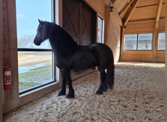 Más ponis/caballos pequeños, Caballo castrado, 6 años, Castaño oscuro