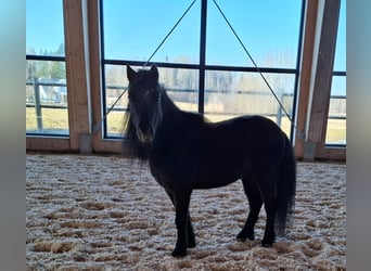 Más ponis/caballos pequeños, Caballo castrado, 6 años, Castaño oscuro