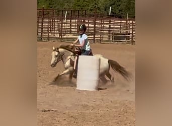 Más ponis/caballos pequeños, Caballo castrado, 6 años, Champán