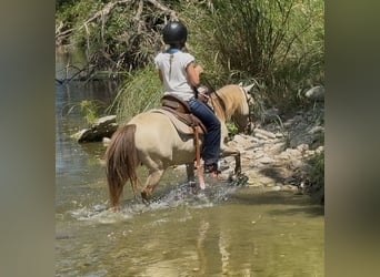 Más ponis/caballos pequeños, Caballo castrado, 6 años, Champán