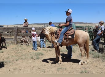 Más ponis/caballos pequeños, Caballo castrado, 6 años, Palomino