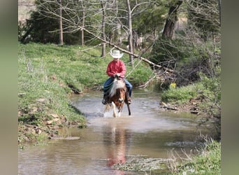 Más ponis/caballos pequeños, Caballo castrado, 6 años, Pío