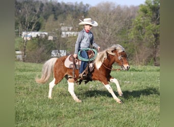 Más ponis/caballos pequeños, Caballo castrado, 6 años, Pío