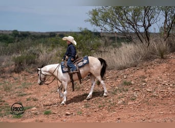 Más ponis/caballos pequeños, Caballo castrado, 6 años, Pío
