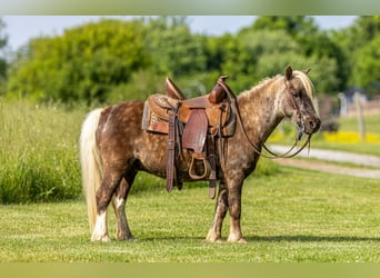 Más ponis/caballos pequeños, Caballo castrado, 7 años, 102 cm