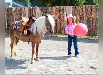 Más ponis/caballos pequeños, Caballo castrado, 7 años, 102 cm, Palomino