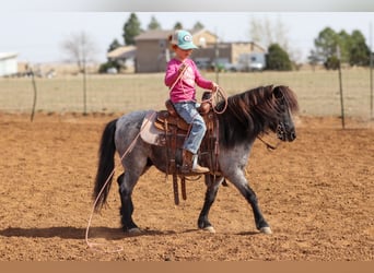 Más ponis/caballos pequeños, Caballo castrado, 7 años, 107 cm, Ruano azulado