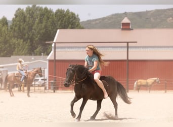 Más ponis/caballos pequeños, Caballo castrado, 7 años, 109 cm, Negro