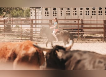 Más ponis/caballos pequeños, Caballo castrado, 7 años, 109 cm, Negro