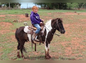 Más ponis/caballos pequeños, Caballo castrado, 7 años, 109 cm, Pío