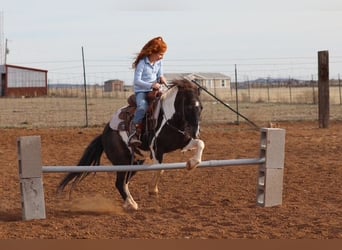 Más ponis/caballos pequeños, Caballo castrado, 7 años, 109 cm, Pío