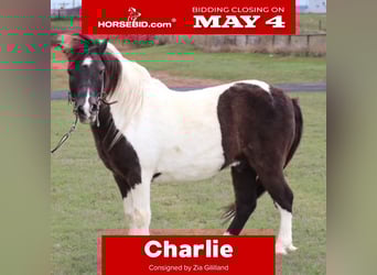 Más ponis/caballos pequeños, Caballo castrado, 7 años, 109 cm, Pío