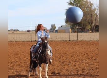 Más ponis/caballos pequeños, Caballo castrado, 7 años, 109 cm, Pío