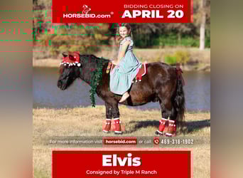 Más ponis/caballos pequeños, Caballo castrado, 7 años, 112 cm, Negro