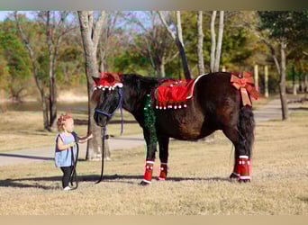 Más ponis/caballos pequeños, Caballo castrado, 7 años, 112 cm, Negro