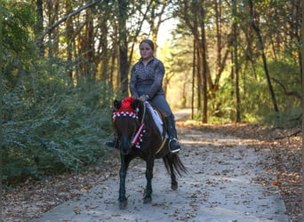 Más ponis/caballos pequeños, Caballo castrado, 7 años, 112 cm, Negro