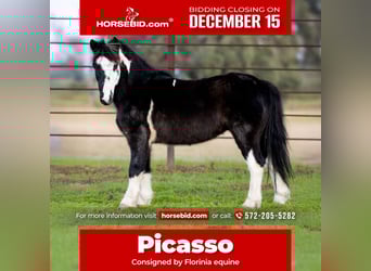 Más ponis/caballos pequeños, Caballo castrado, 7 años, 112 cm, Pío