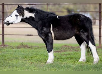 Más ponis/caballos pequeños, Caballo castrado, 7 años, 112 cm, Pío