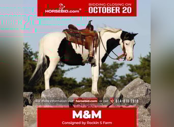 Más ponis/caballos pequeños, Caballo castrado, 7 años, 112 cm, Pío