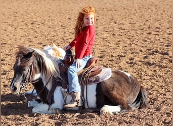 Más ponis/caballos pequeños, Caballo castrado, 7 años, 112 cm, Pío